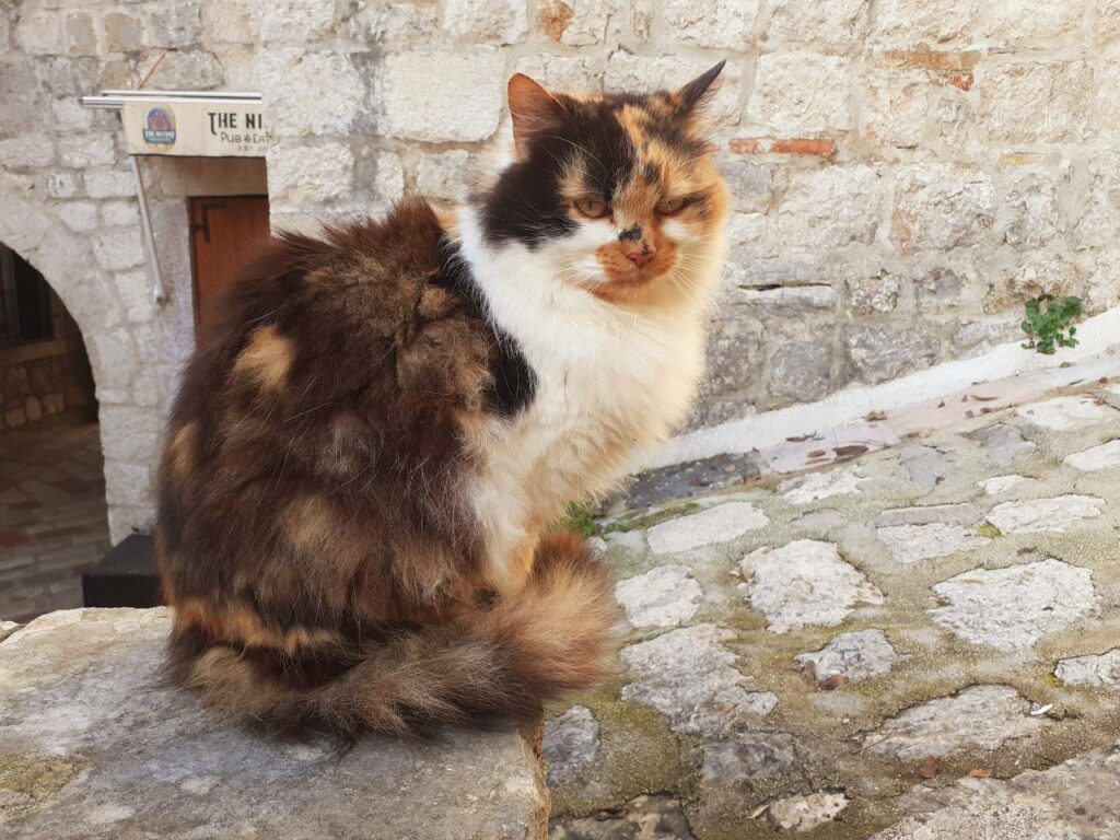 Kotor Kitty dreifarbig