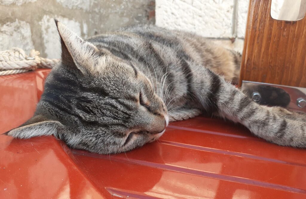 Schlafende Katze im Ausland