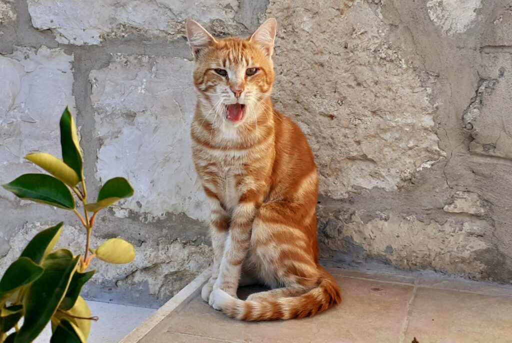 Katze aus dem Ausland adoptieren So geht