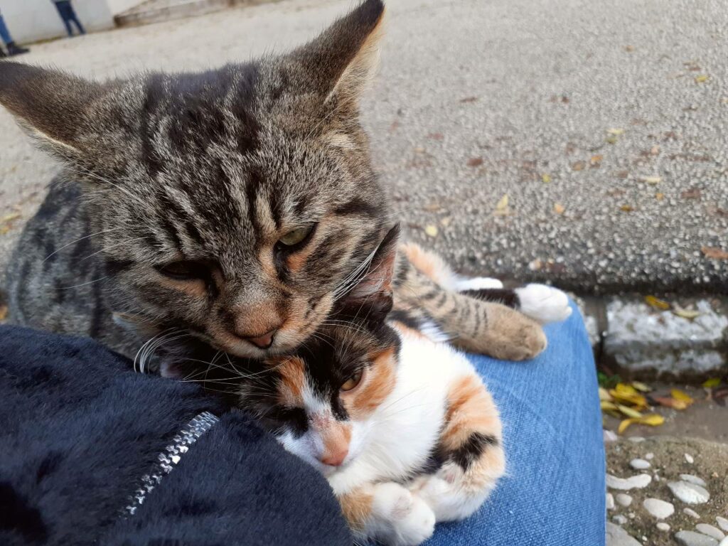 Katzen in Igalo, Montenegro