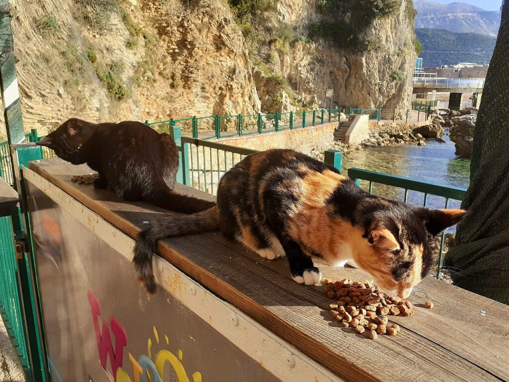 Straßenkatzen in Budva