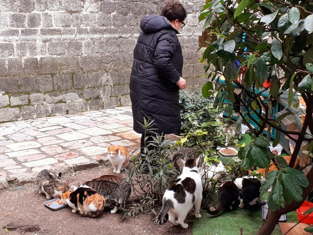 Kotor Kitties werden gefüttert