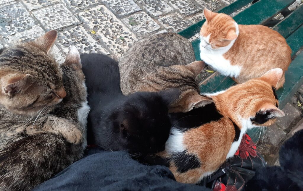 Kotor Katzen auf der Parkbank