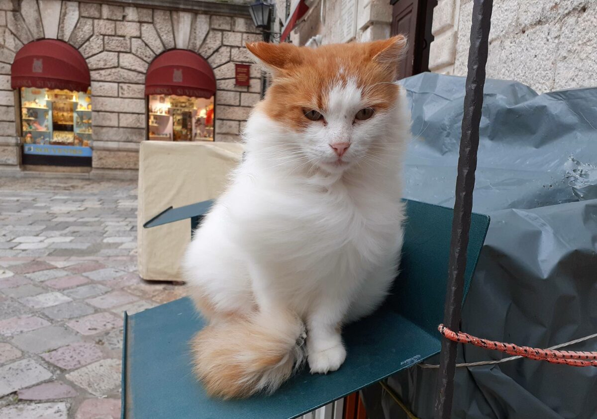 Kotor Kitties: Katzenschutz in Montenegro