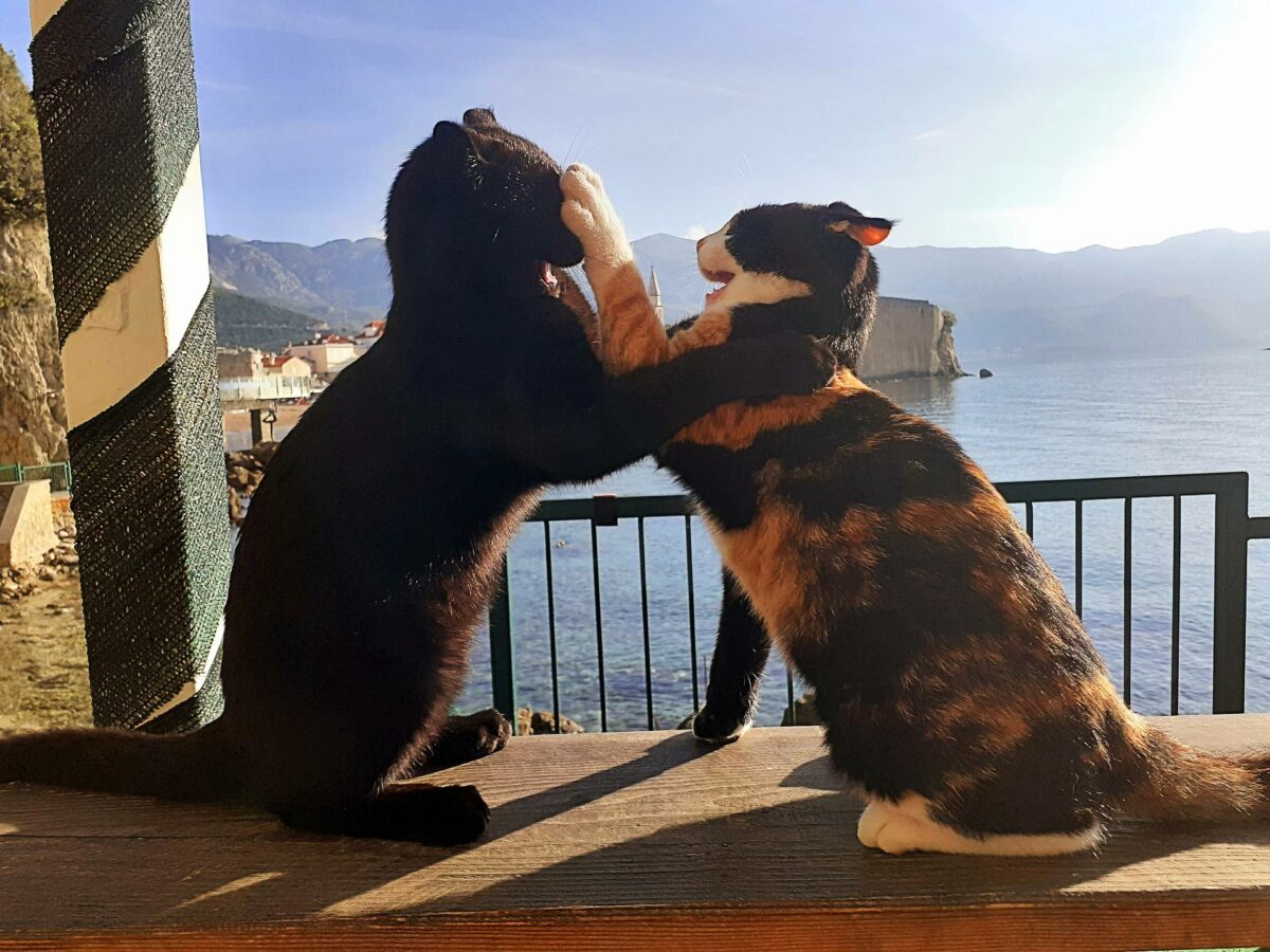 Katze aus dem Ausland adoptieren So geht