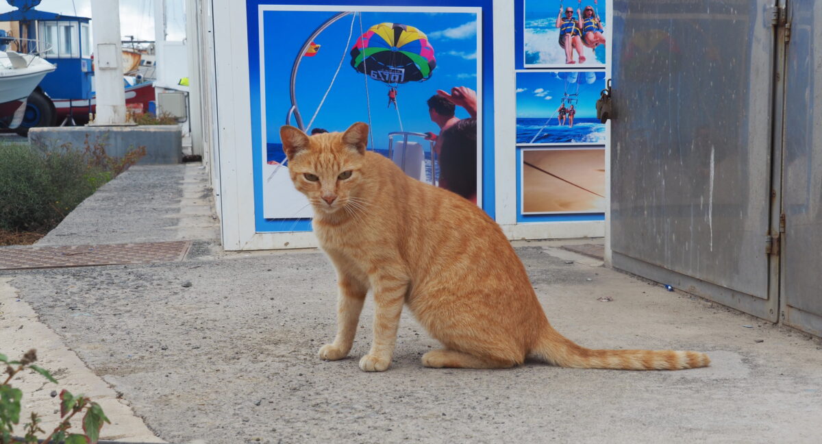 Katzenhilfe Fuerteventura: El Capítan setzt sich ein