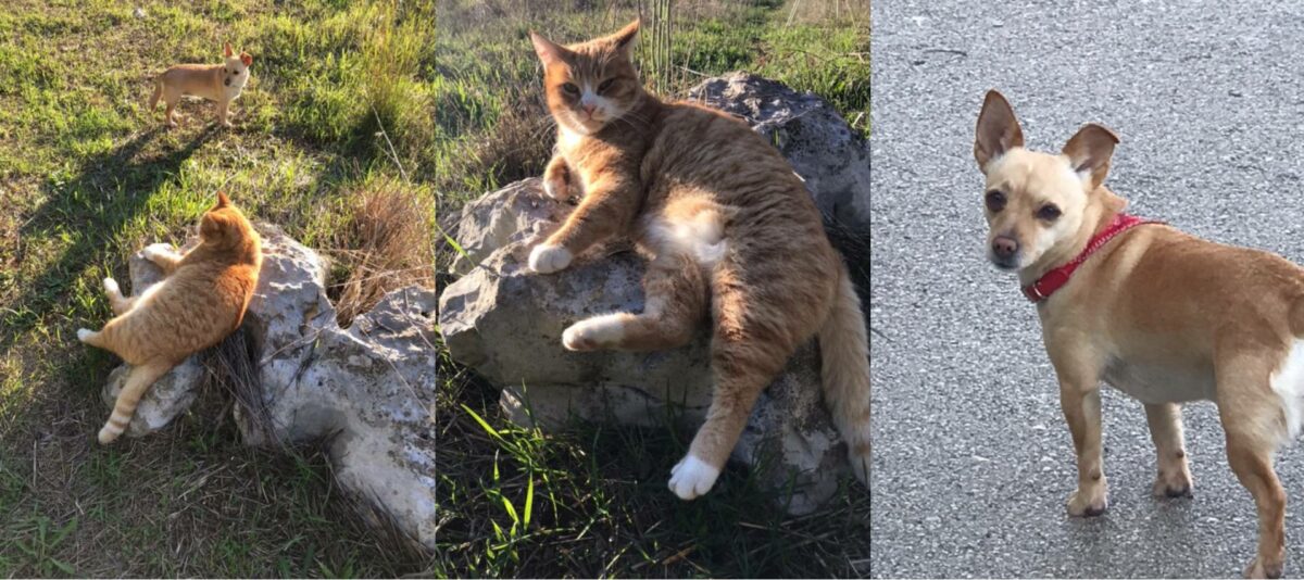 Katze und Hund in Kroatien: Beste Freunde auf Korčula