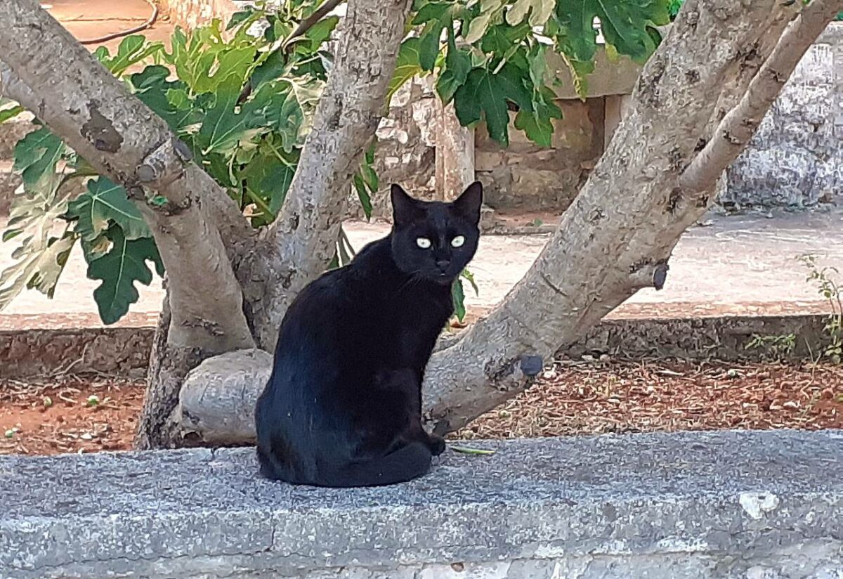 Schwarze Katze auf Korcula