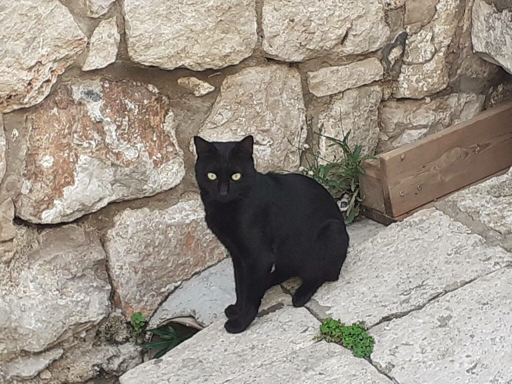 Schwarze Katze in Dubrovnik