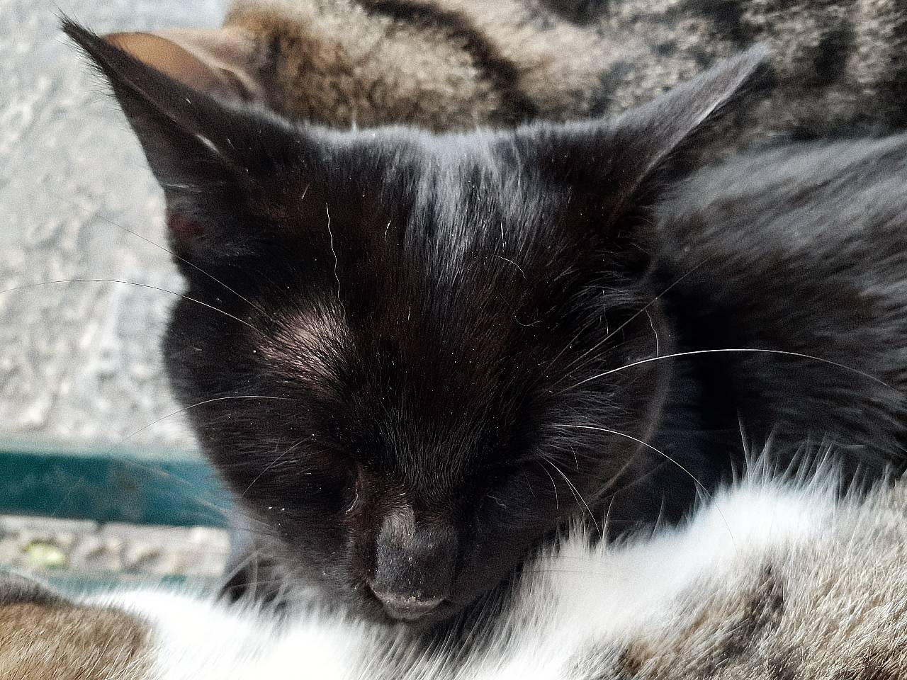 Schwarze Katze: Bringt sie wirklich Unglück? - Katzen-Liebe