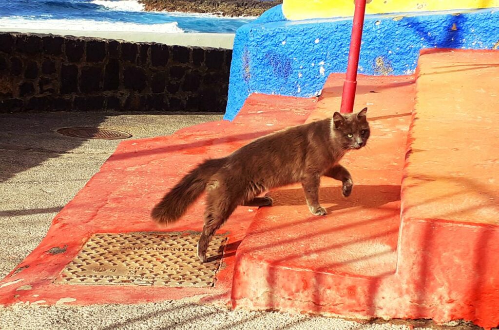Straßenkater auf Teneriffa