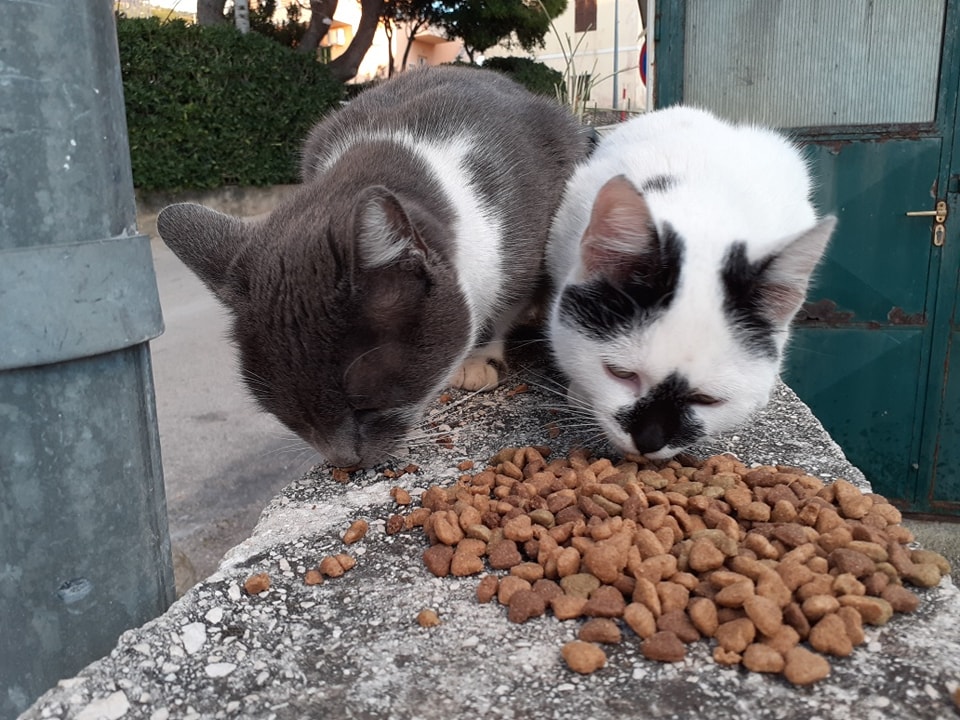 Katzen an der Makarska Riviera