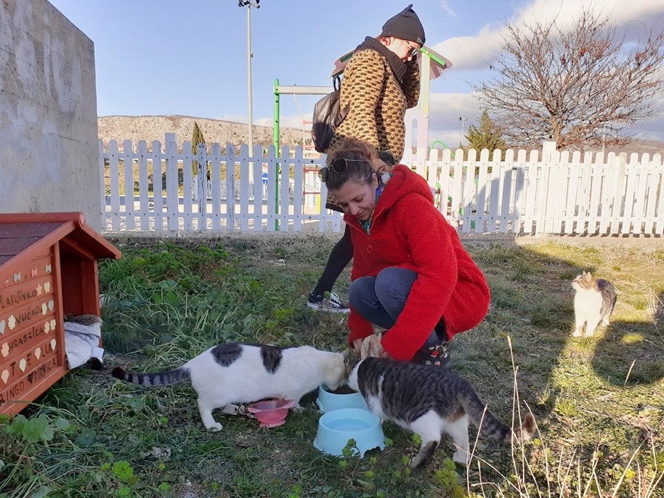 Ausgesetzte Katzen in Kroatien