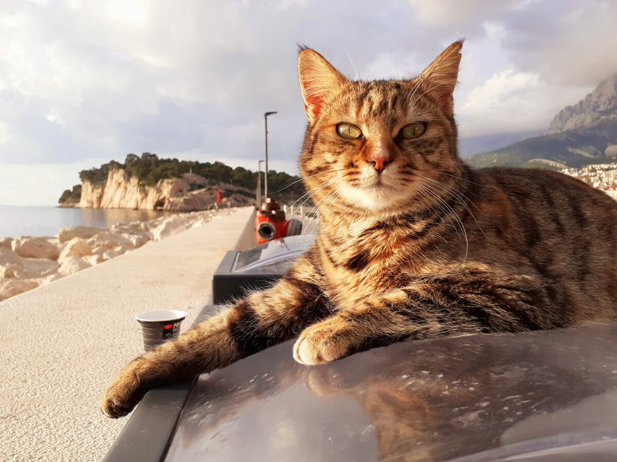 Katzenhilfe Makarska: Tierschutz mit Herz und Pfote in Kroatien