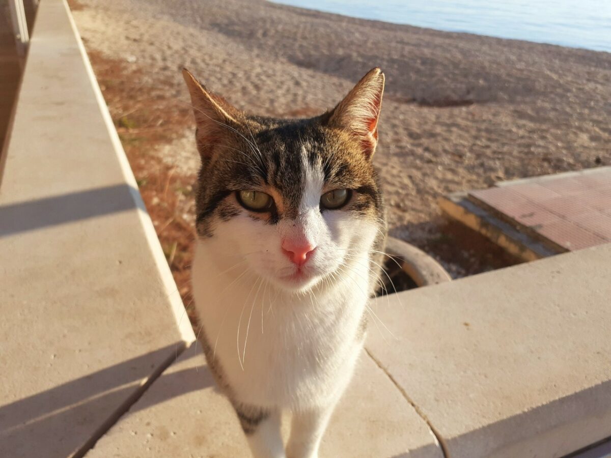 Makarska Katzen: Kater Šunje und seine Freunde