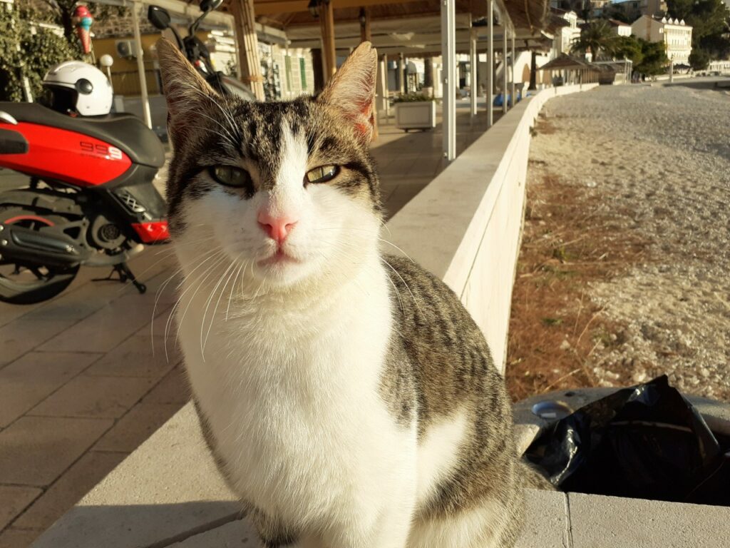 Kater in Podgora an der Makarska Riviera