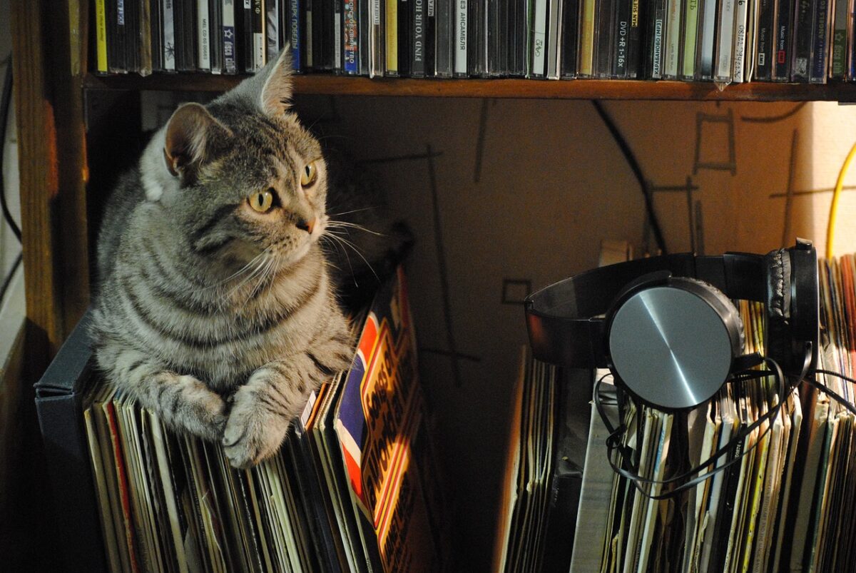 Katze hasst Musik oder auch nicht