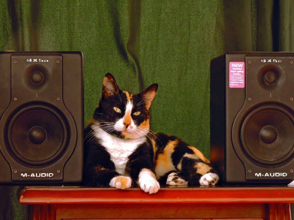 Welche Musik eignet sich für Katzen?