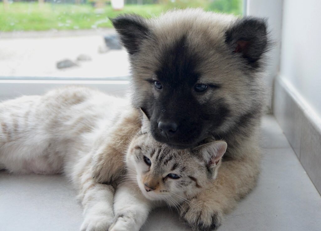 Hund und Katze zusammen halten