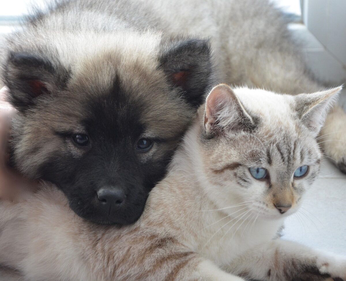 Hund und Katze aneinander gewöhnen