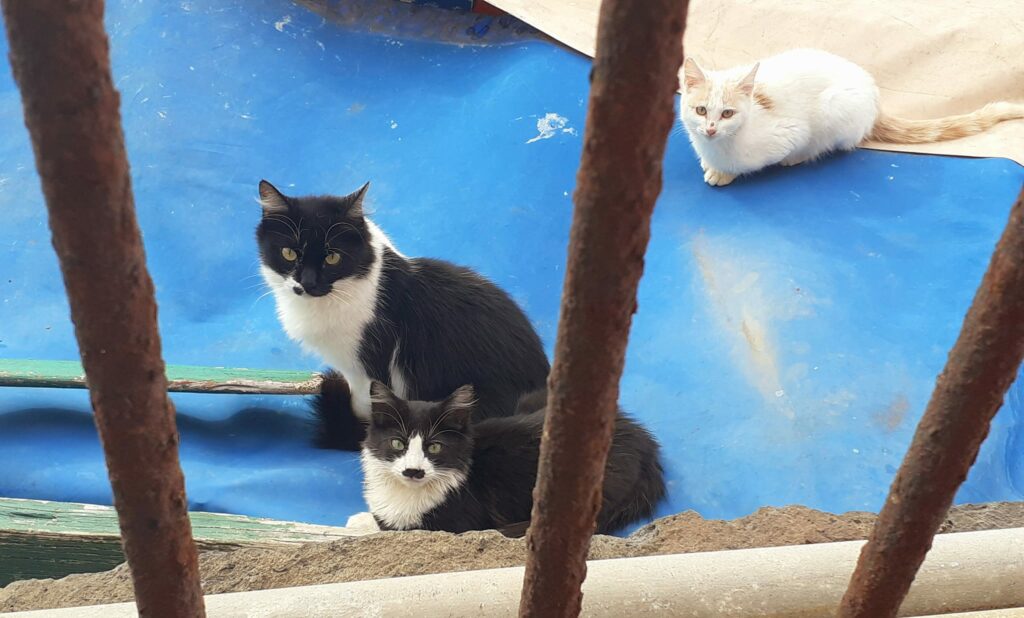 Straßenkatzen auf Teneriffa