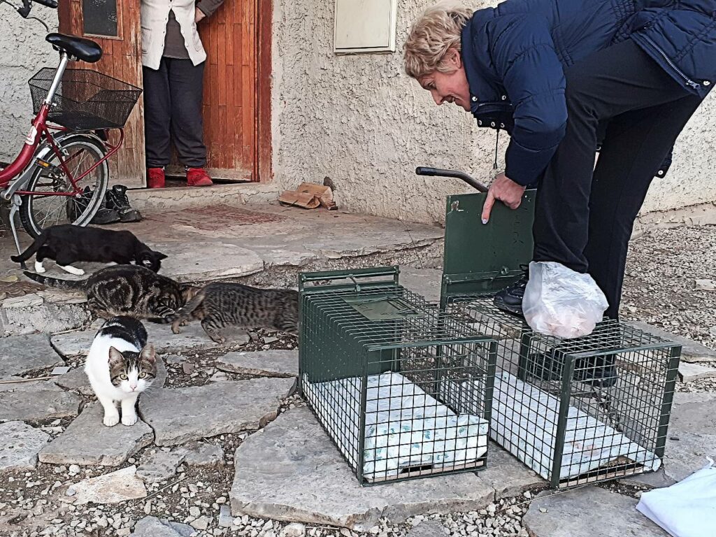 Katzenhilfe Zadar durch Kastrationen