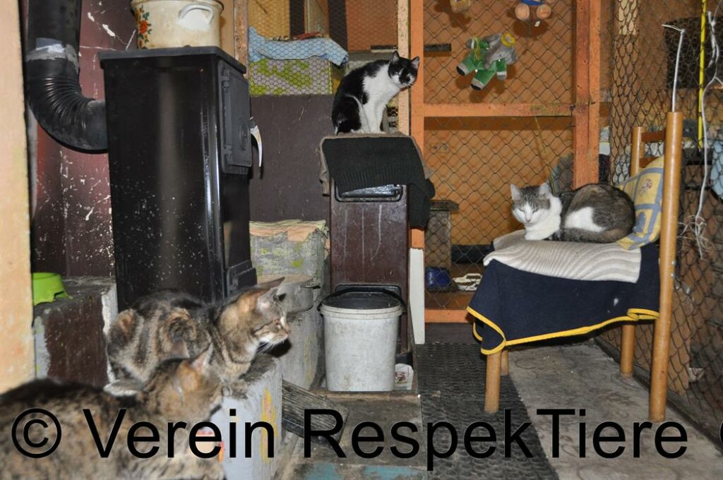 Katzenasyl von RespekTiere.at in der Slowakei