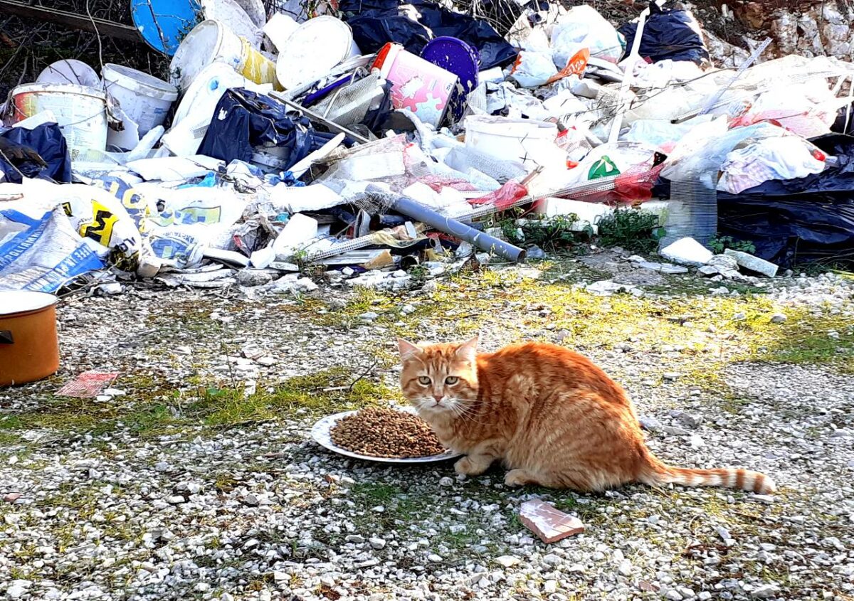 Katzenhilfe Zadar auf einer wilden Müllhalde
