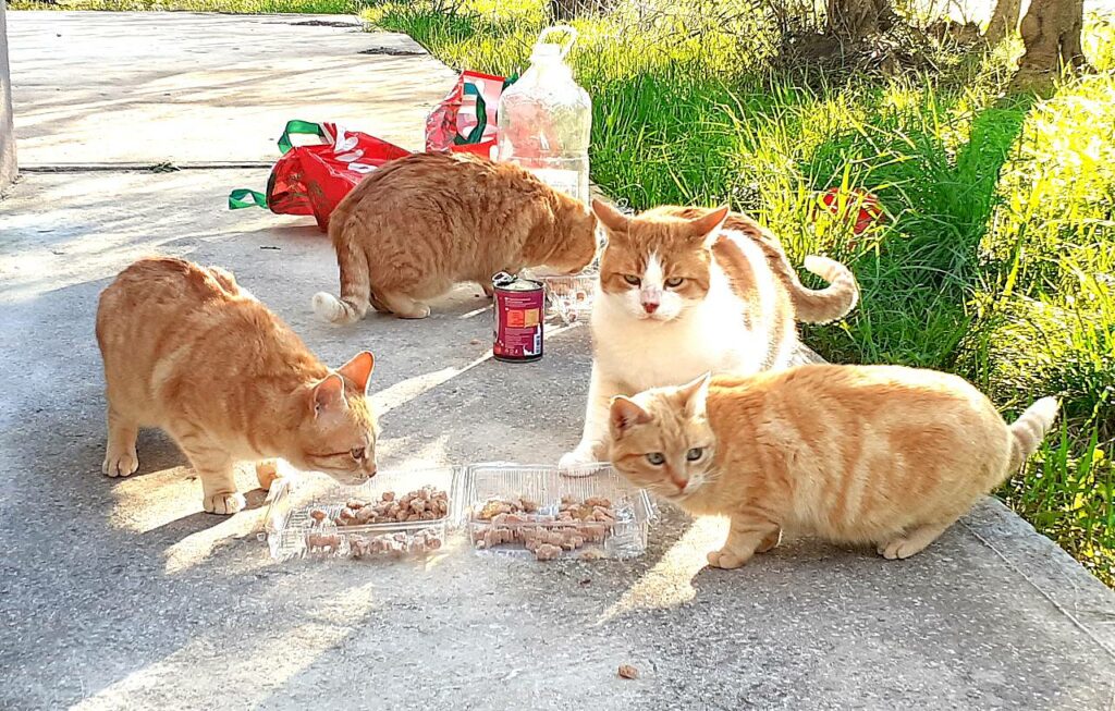 Streunende Katzen bei Zadar