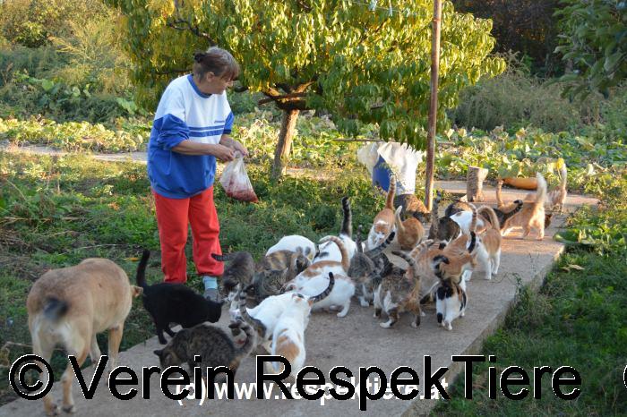 Gnadenhof für Katzen in Bulgarien