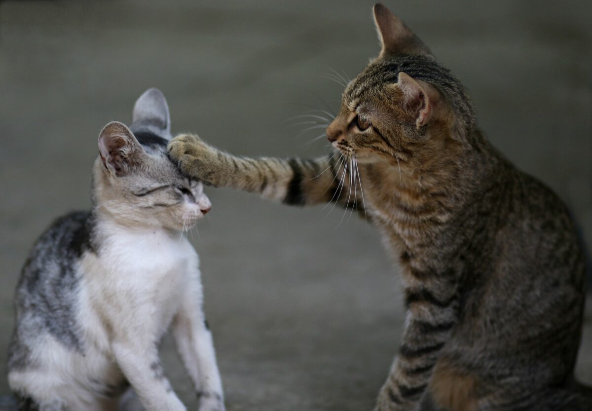 Katzen aneinander gewöhnen