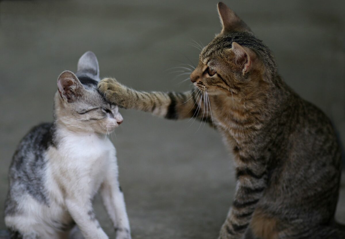 Katzen aneinander gewöhnen: So gelingt es