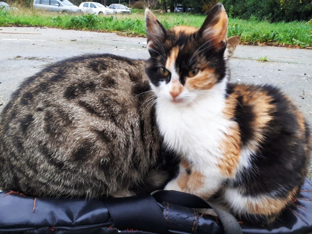 Straßenkatzen in Montenegro, aber keine Adoption für digitale Nomaden