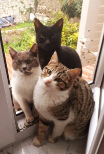 Straßenkatzen in Zadar