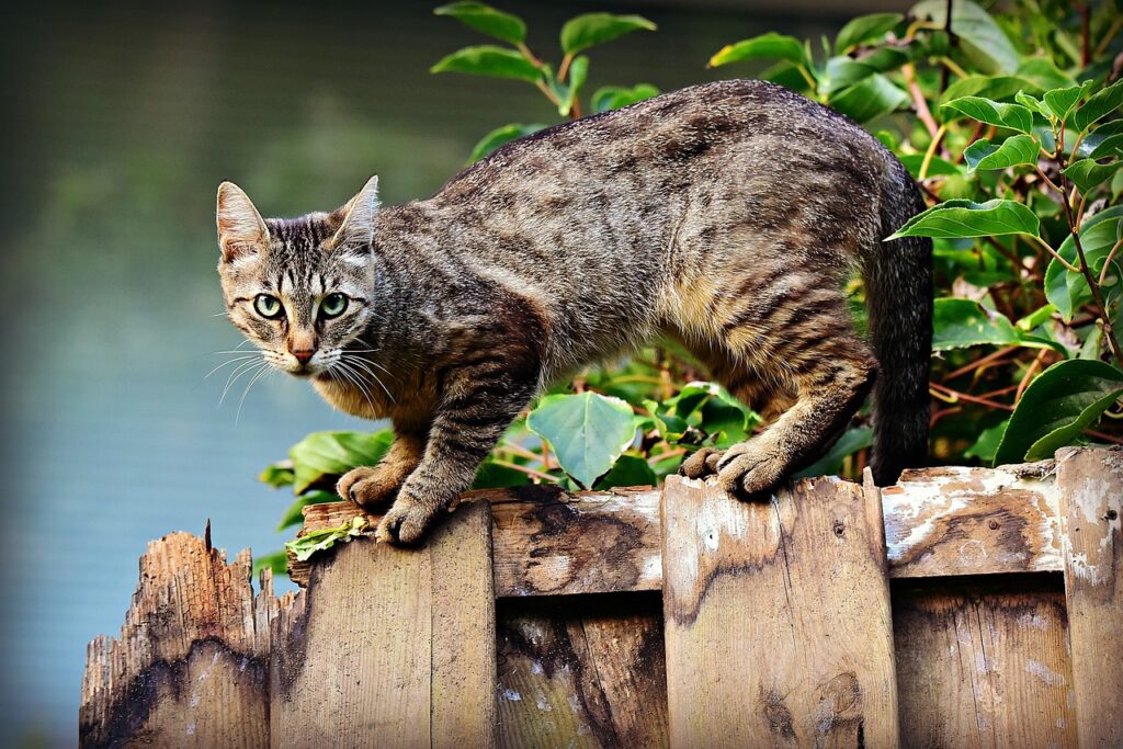 Freiheitsliebende Katze