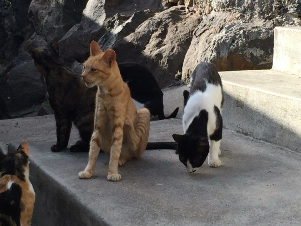 Abgemagerte Katzen auf Madeira