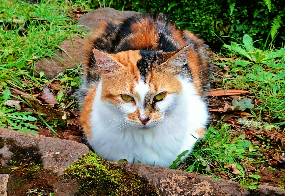 Katzenschutz auf Madeira: Tierhilfe in den Kinderschuhen