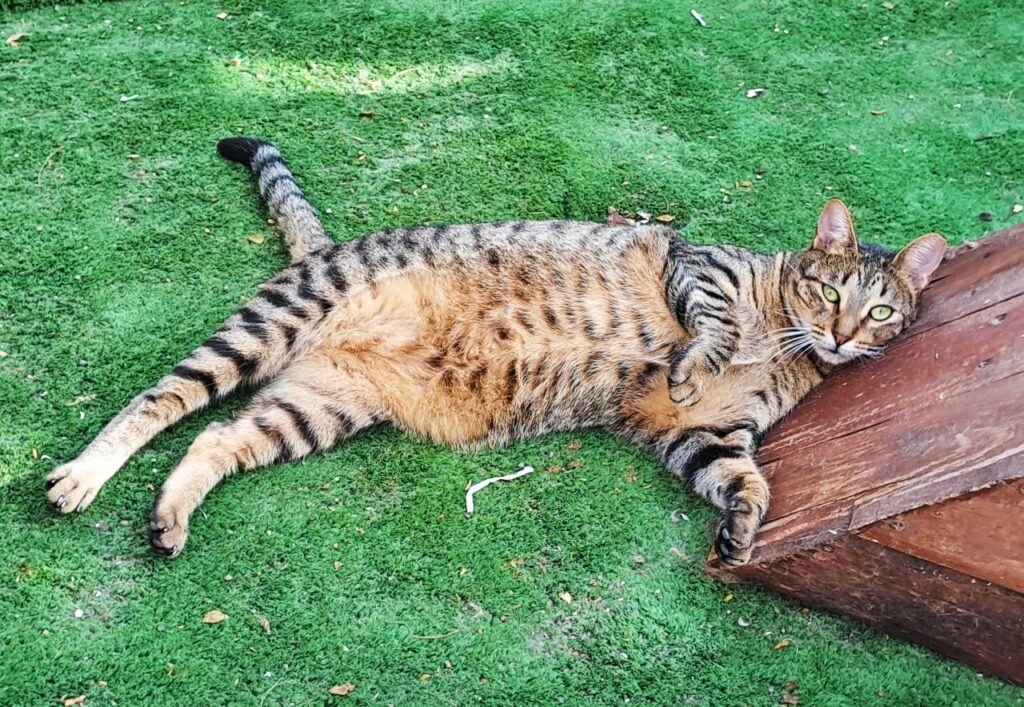 Tierheimkater auf La Gomera