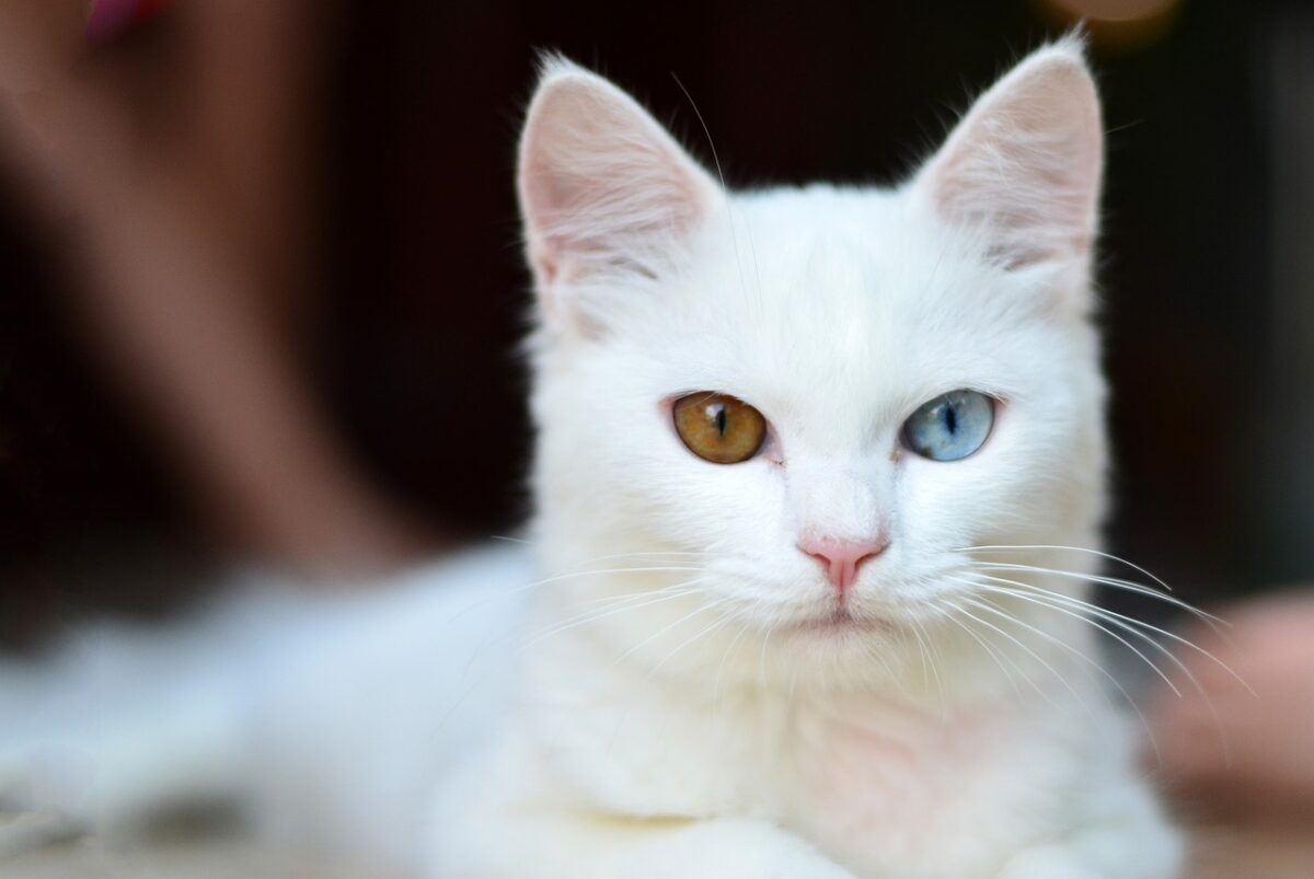 Weiße Katzen mit verschieden farbigen Augen