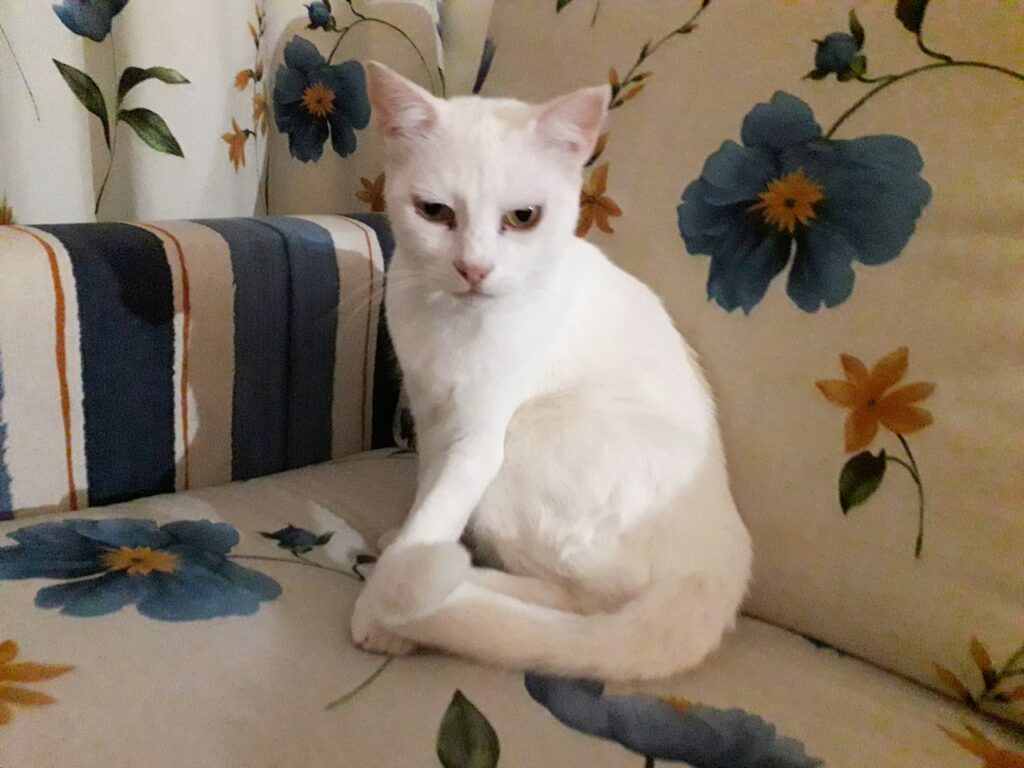 Weiße Katze auf Fuerteventura