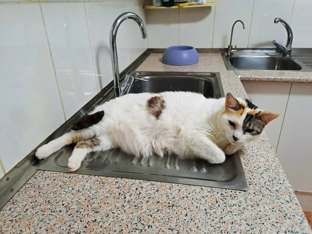 Tierheimkatze Cara auf Teneriffa