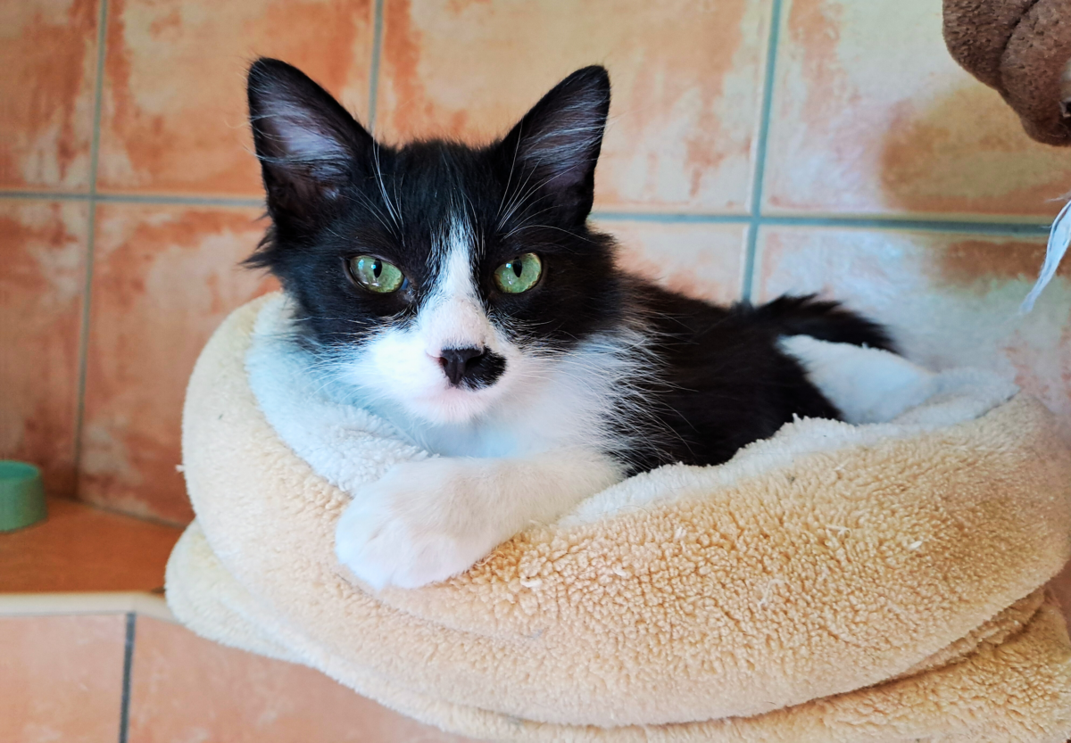 Freiwilligenarbeit im Tierheim: 5 Wochen für Katzen auf Teneriffa