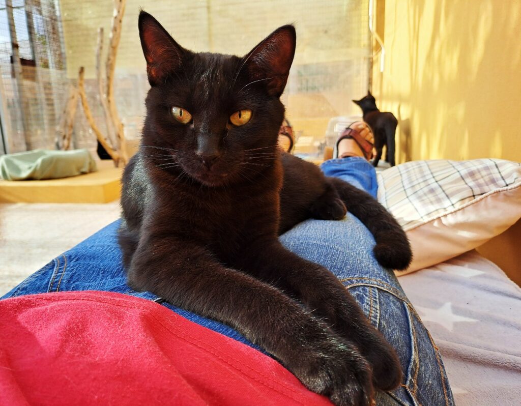 Kuscheln mit Katze bei Freiwilligenarbeit im Tierheim