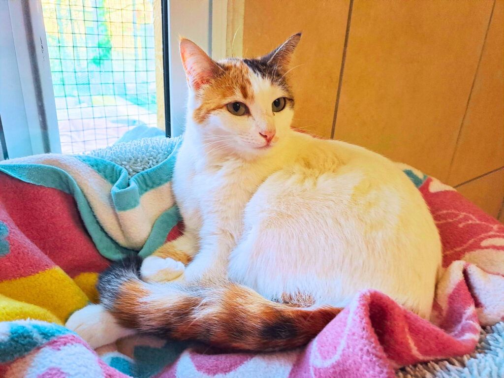 Tierheimkatze auf Teneriffa sucht ein Zuhause