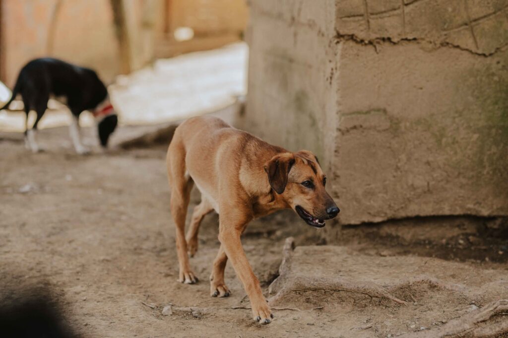 Straßenhunde in Bosnien-Herzegowina