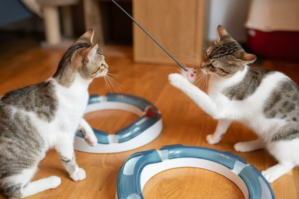 Gerettete Straßenkatzen aus Kroatien