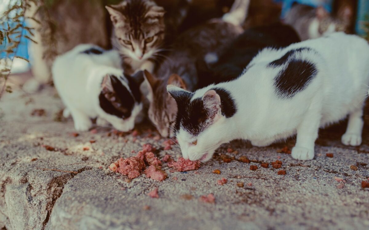 Nordic Strays: Tierschutz in Kroatien und Bosnien-Herzegowina