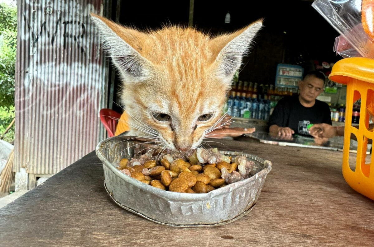 Furry Luck Bali: Ein Schweizer lebt für den Tierschutz auf Bali