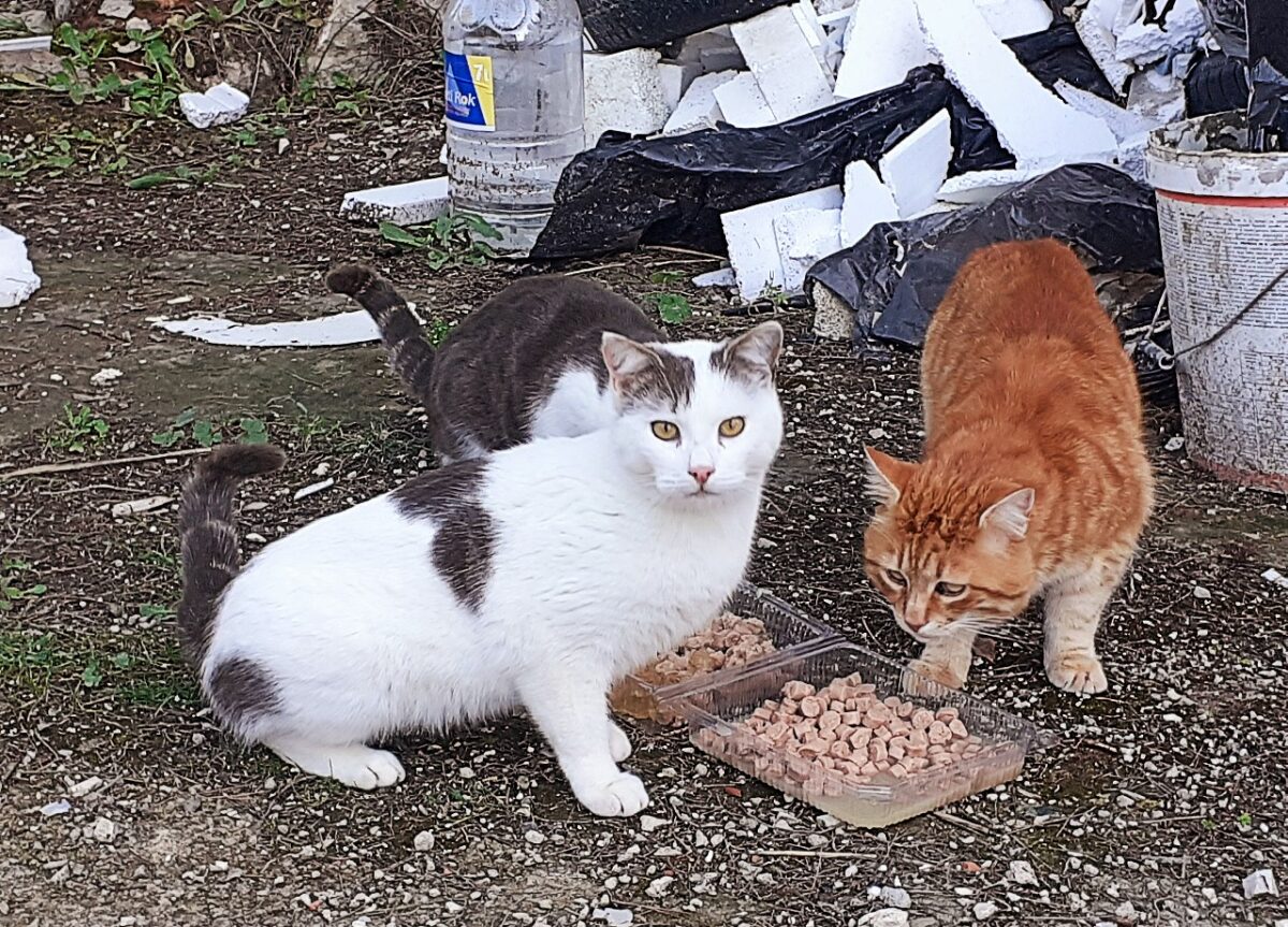 Straßenkatzen in Kroatien