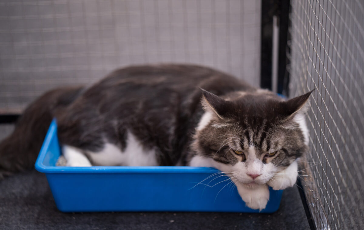 Katze auf Katzentoilette